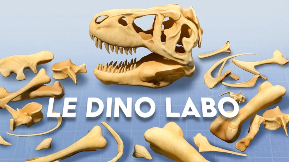 Hands-on close-up showing features of Le Dino Labo Cretaceous